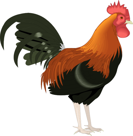 rooster animation clipart - photo #28