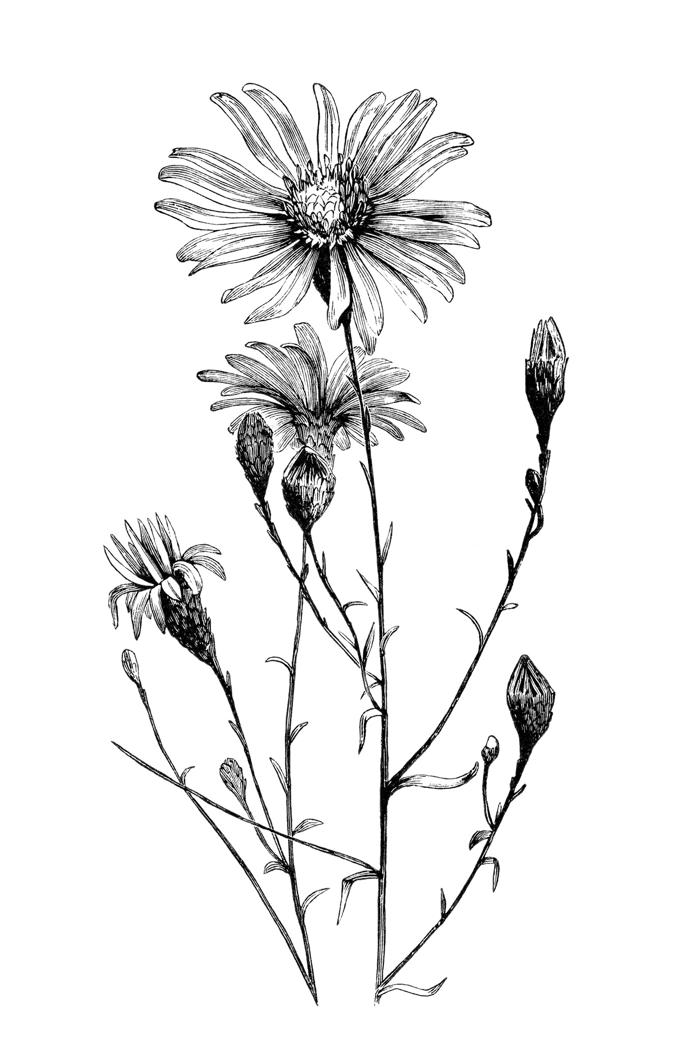 Floral aster flower free vintage clip art image tattoo - Clipartix