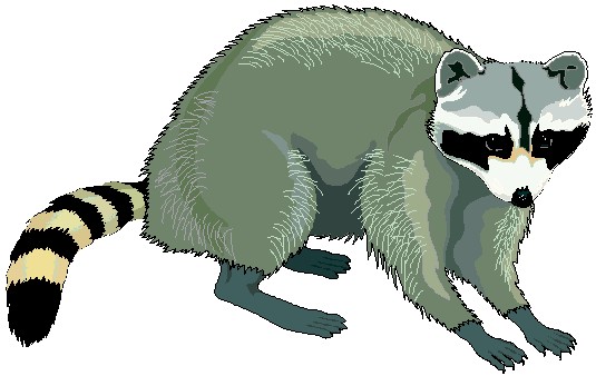 free cartoon raccoon clipart - photo #43