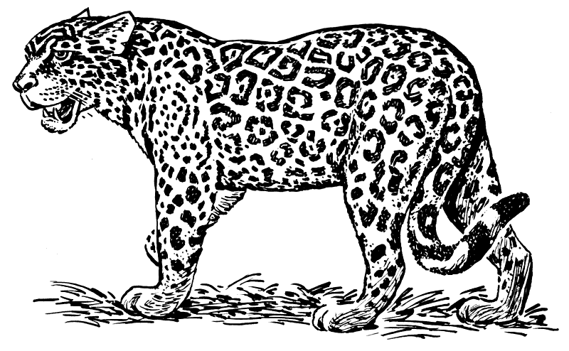jaguar animal clipart - photo #31