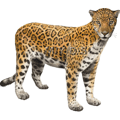 jaguar car clipart - photo #49