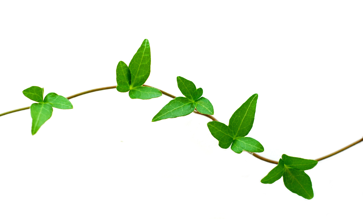free clip art leaves and vines - photo #9