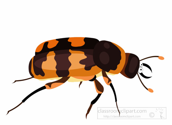 free clip art beetle - photo #23