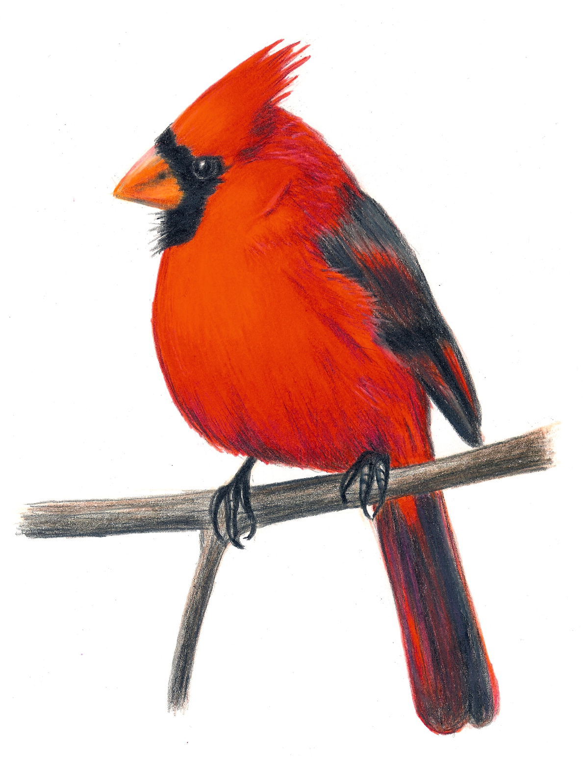 cardinal-clipart-kid-clipartix