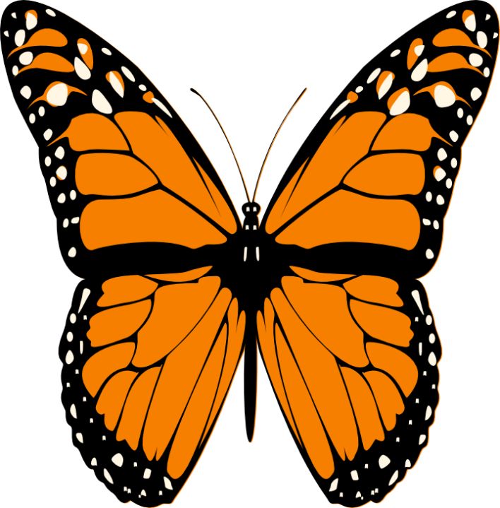 free clip art butterfly pictures - photo #43