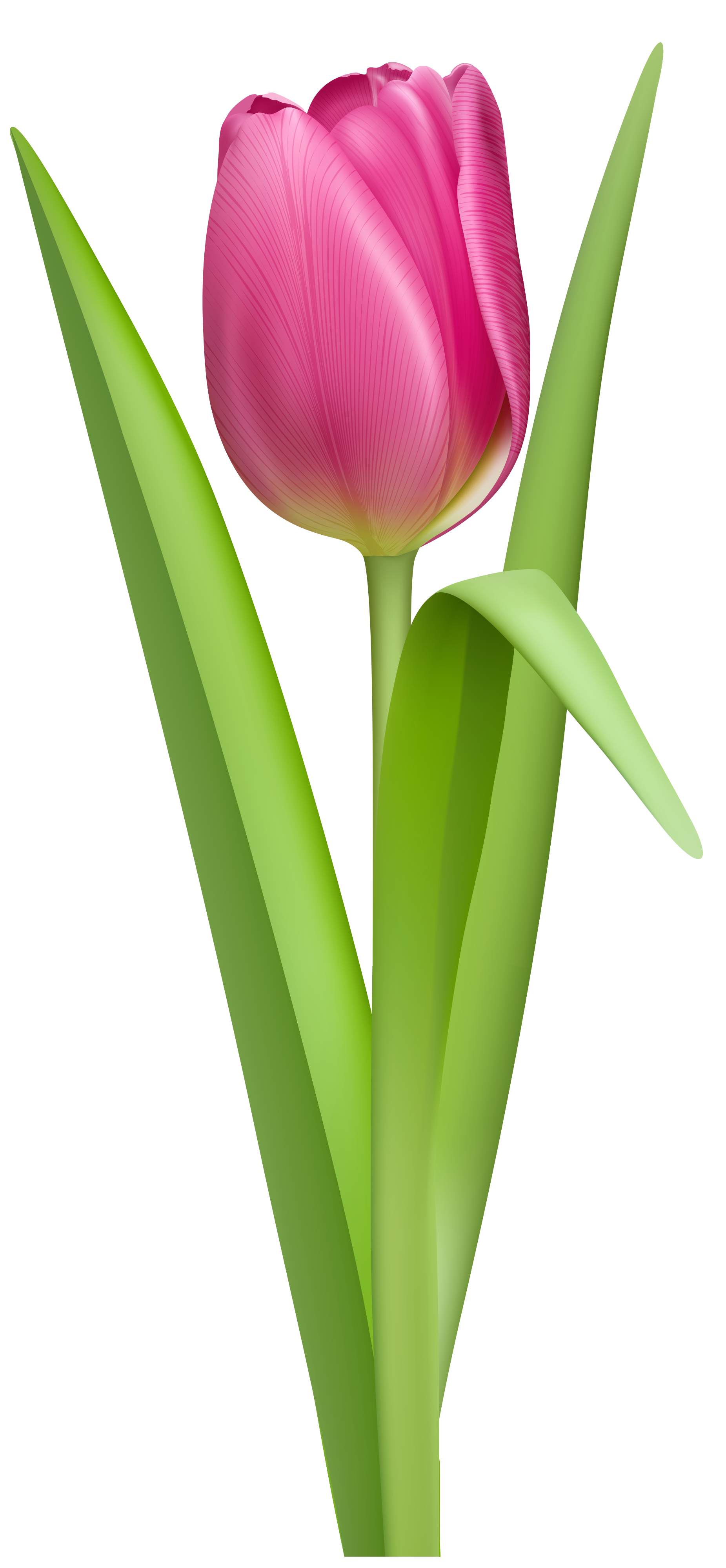 Pink tulip clip art clipart free download - Clipartix