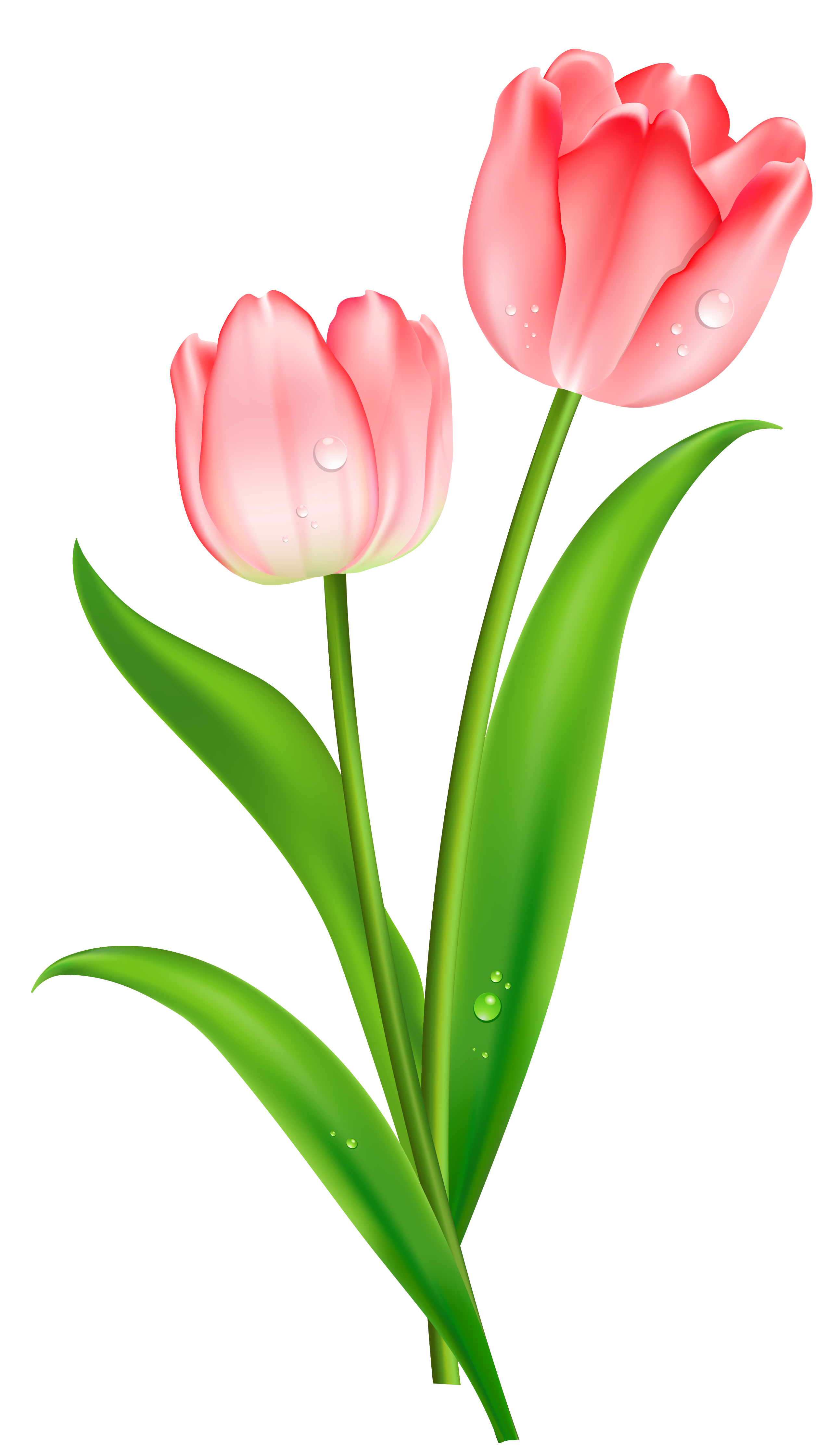 Pink tulip clipart 3 - Clipartix