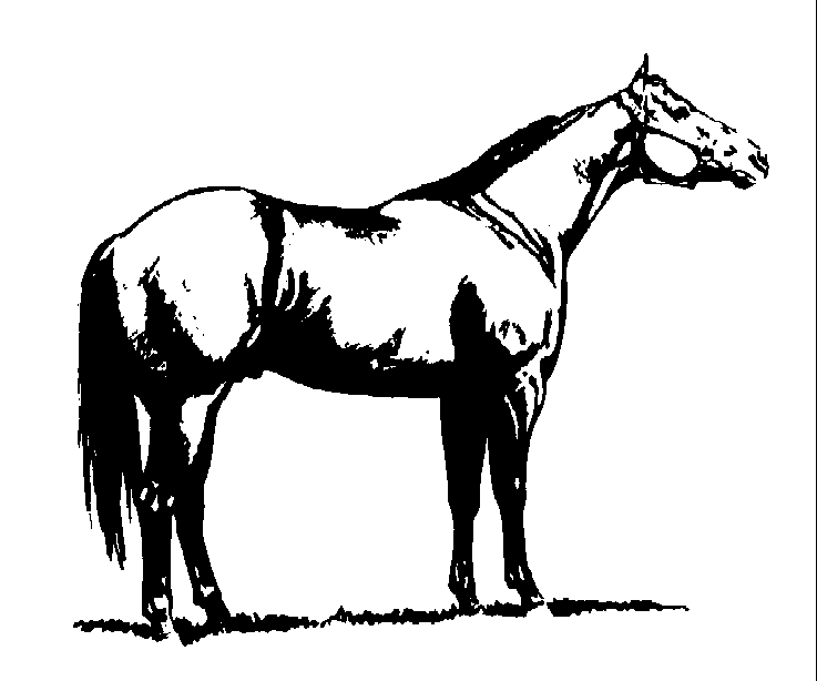 arabian horse clip art free - photo #1