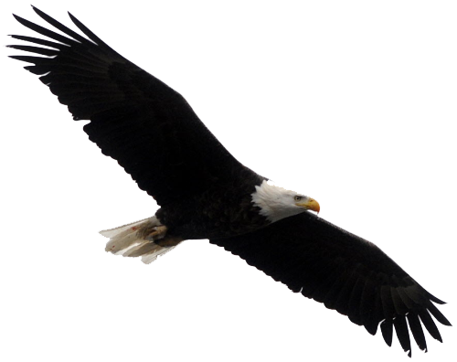 bald eagle clip art free - photo #48