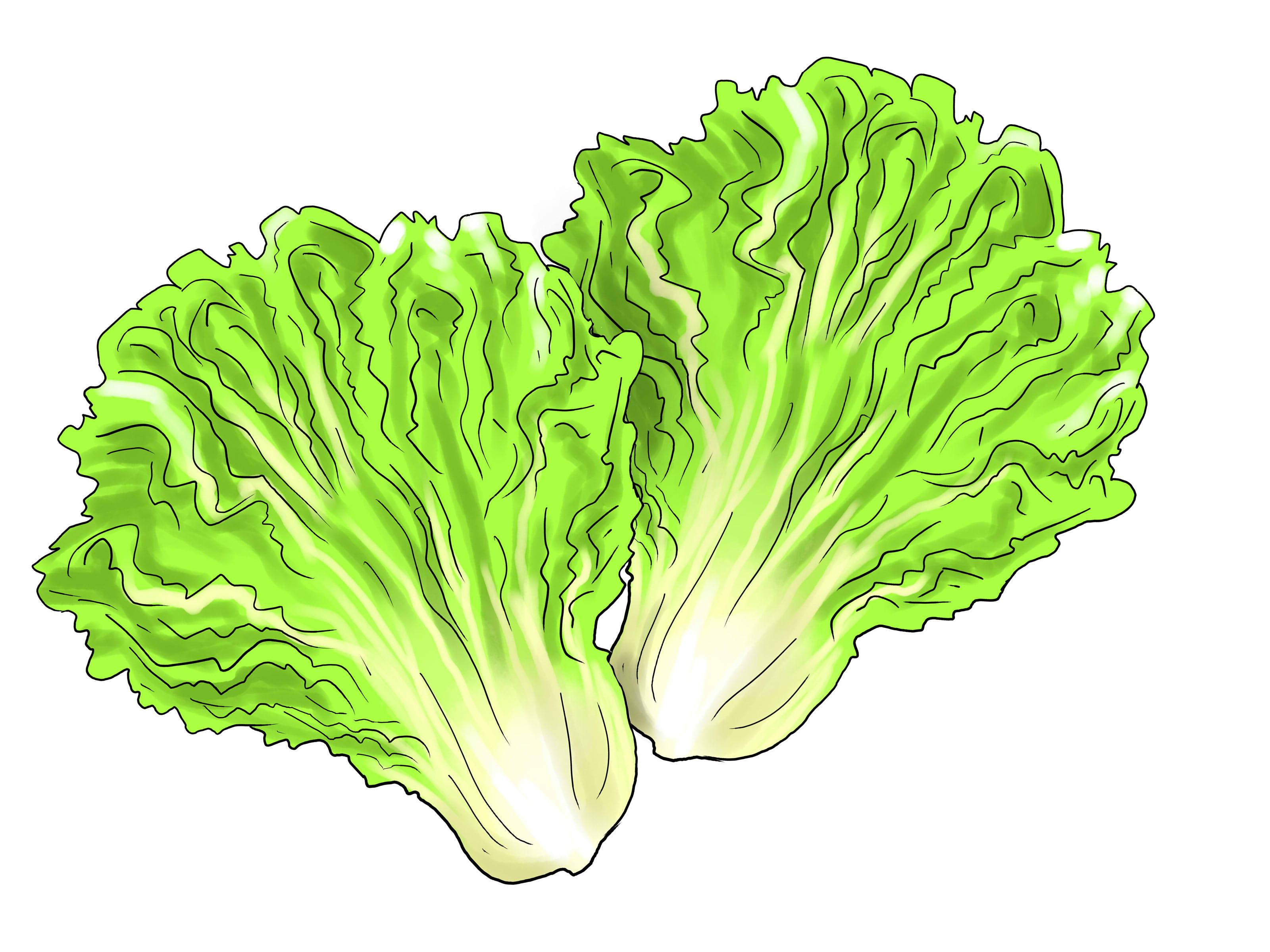 Lettuce turp p 