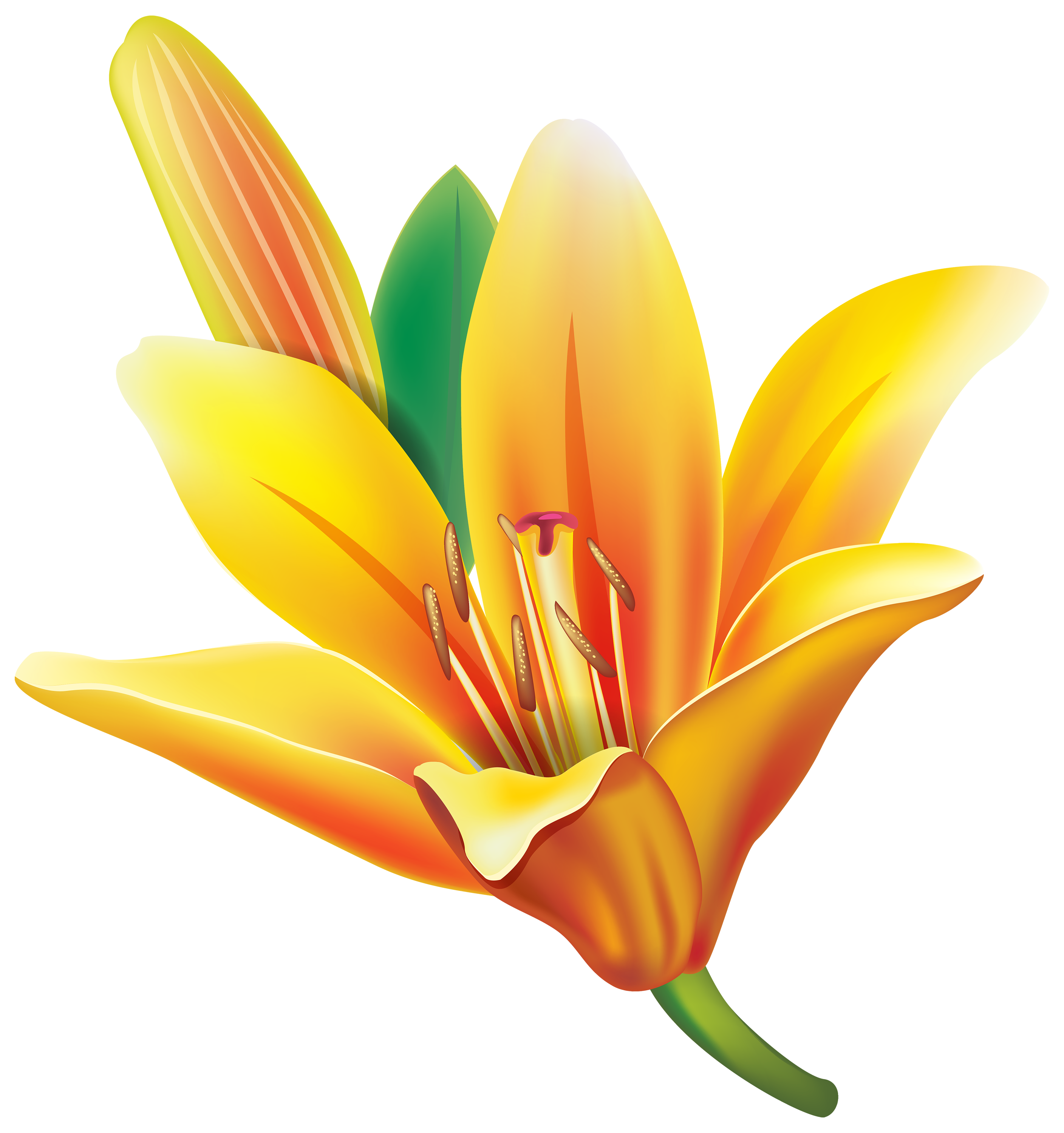Yellow lily flower clipart web png - Clipartix