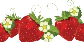 Decorative Fresh Strawberry Border with Blossoms and Leafy Vines Clipart Design