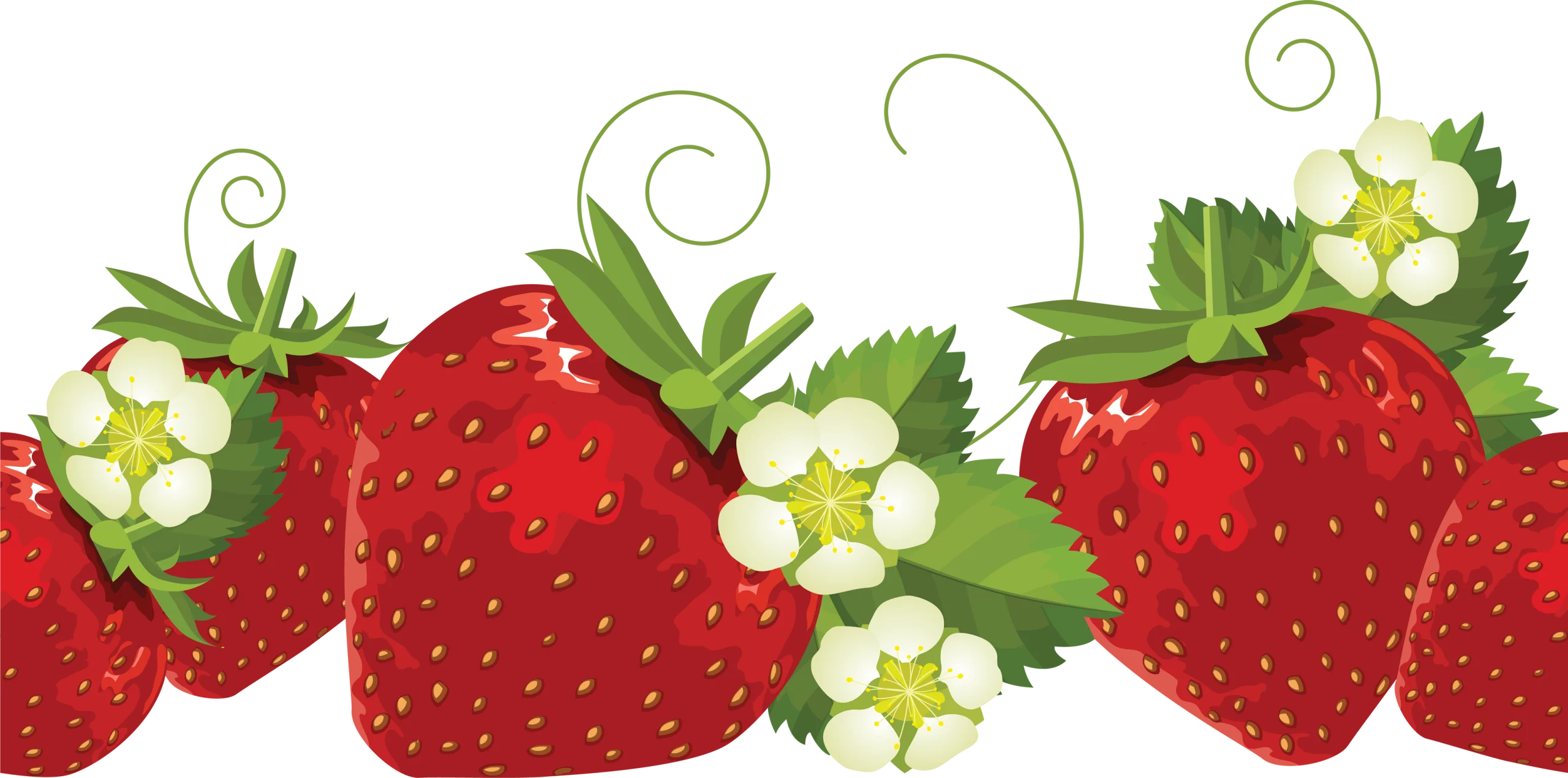 Decorative Fresh Strawberry Border with Blossoms and Leafy Vines Clipart Design