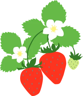 Fresh Garden Strawberry Plant with Vibrant Red Berries and Delicate White Blossoms