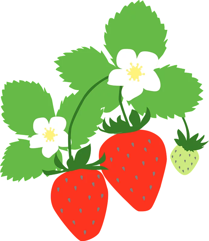 Fresh Garden Strawberry Plant with Vibrant Red Berries and Delicate White Blossoms