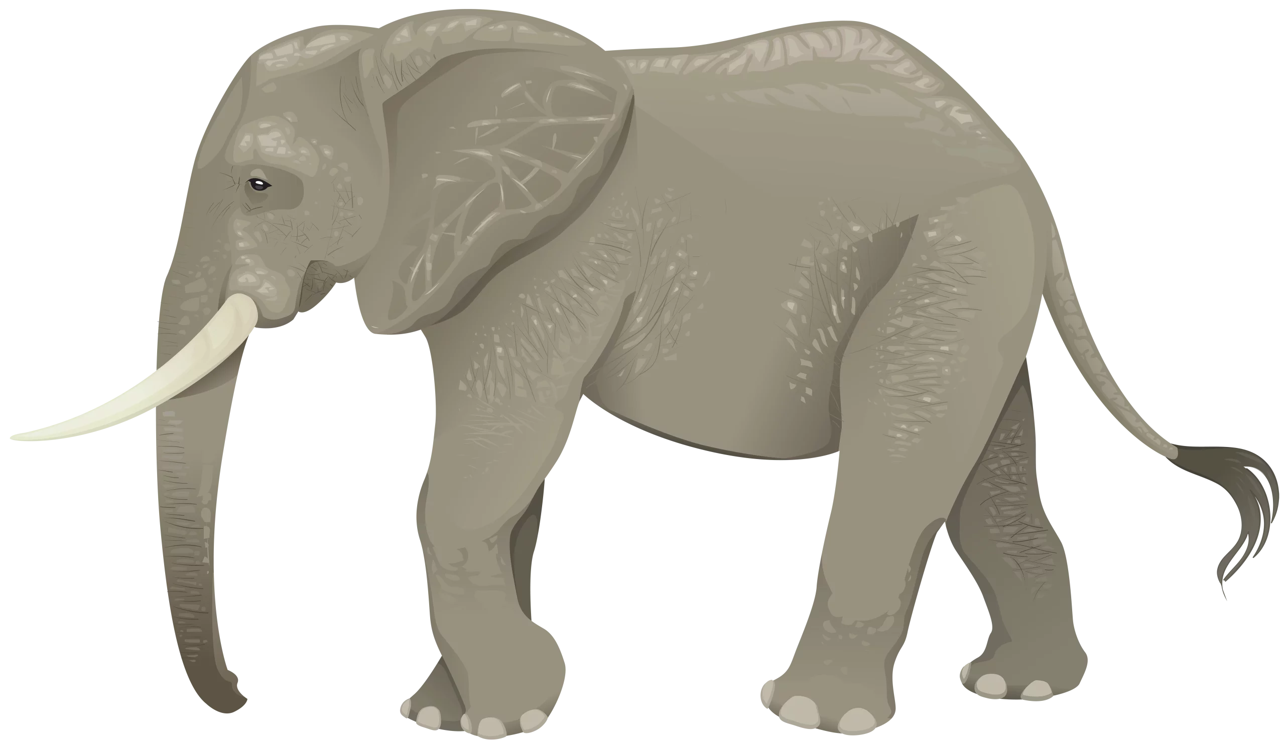 Majestic African Elephant Illustration: Gray Wildlife Clipart for Nature Enthusiasts