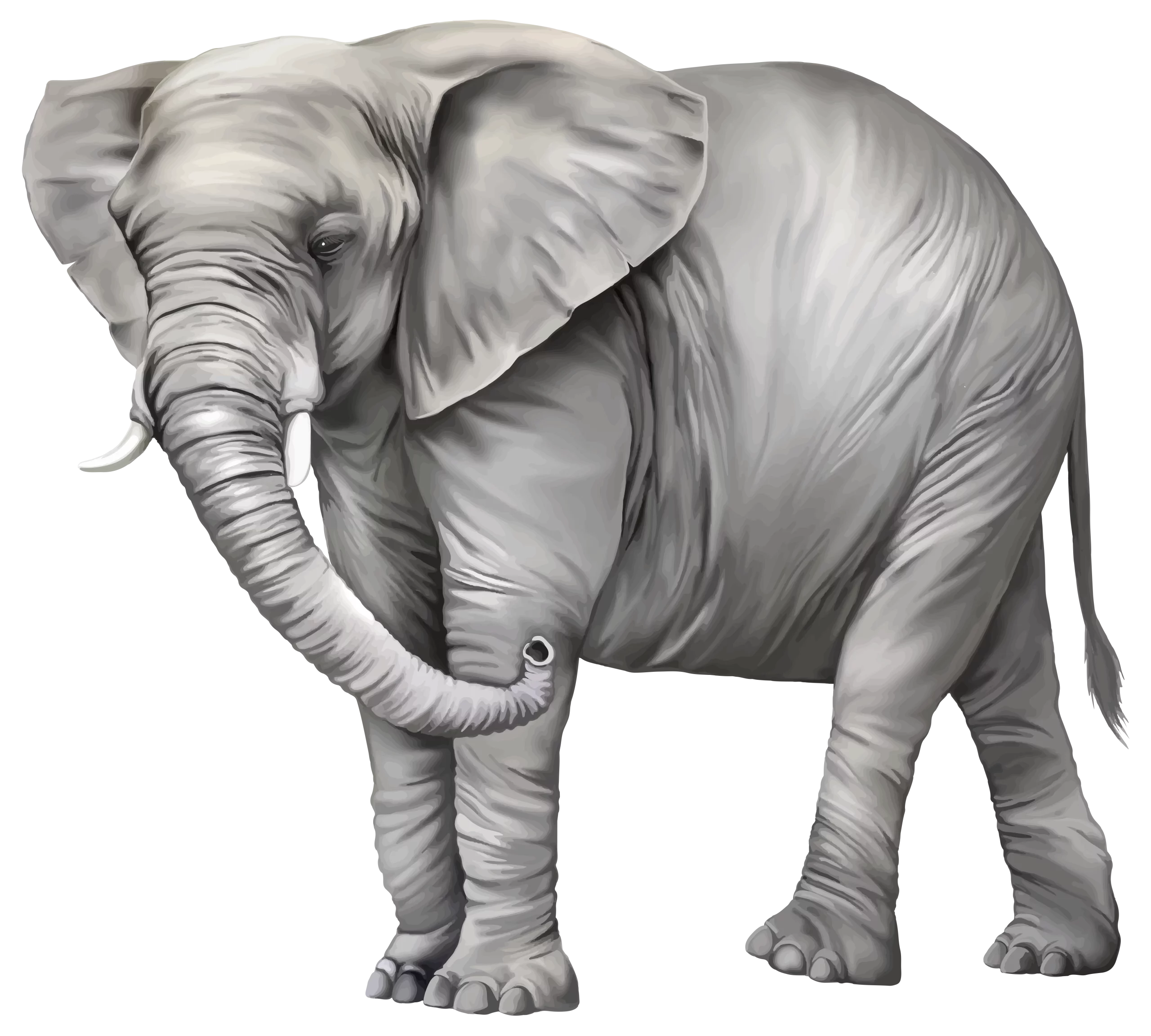 Majestic African Elephant Grayscale Illustration with Detailed Wrinkled Skin Texture