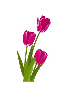 Elegant Pink Tulip Trio Blooming with Vibrant Green Stems Clipart Illustration