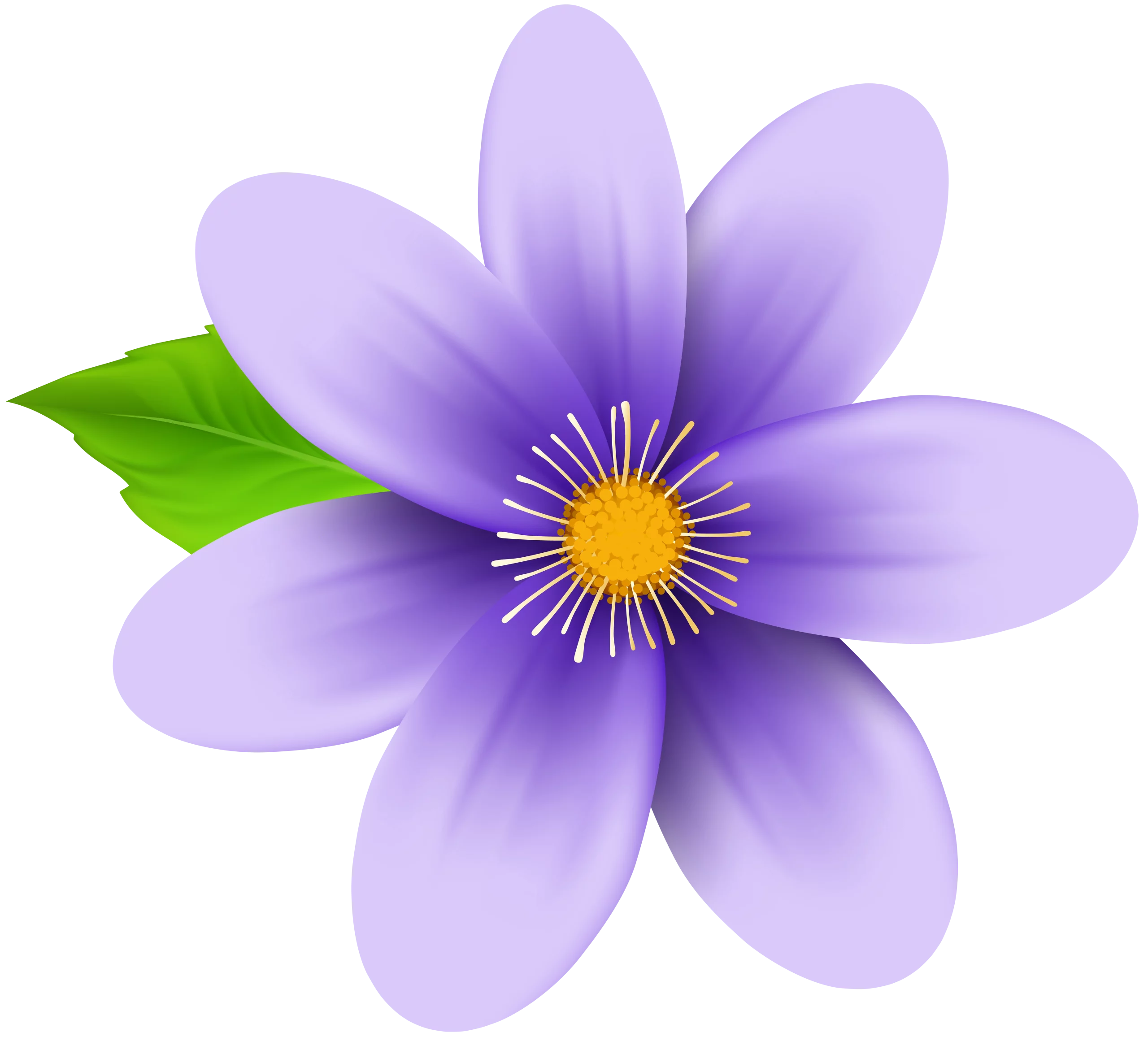 Elegant Purple Blossom with Yellow Center and Green Leaf Decorative Clipart