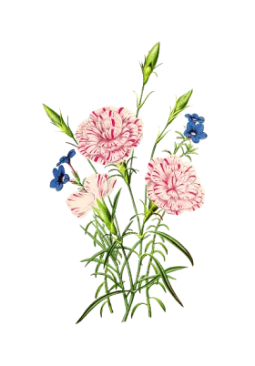 Elegant Watercolor Botanical Illustration of Pink Carnations with Blue Flowers