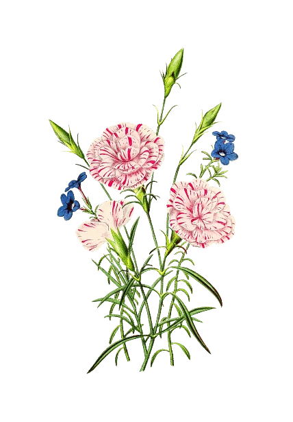 Elegant Watercolor Botanical Illustration of Pink Carnations with Blue Flowers