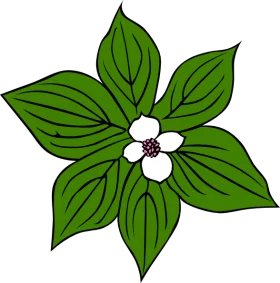 Vibrant Green Flowering Dogwood Plant with Delicate White Blossom Clipart