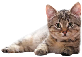 Adorable Tabby Kitten Relaxing in Comfortable Resting Position on White Background