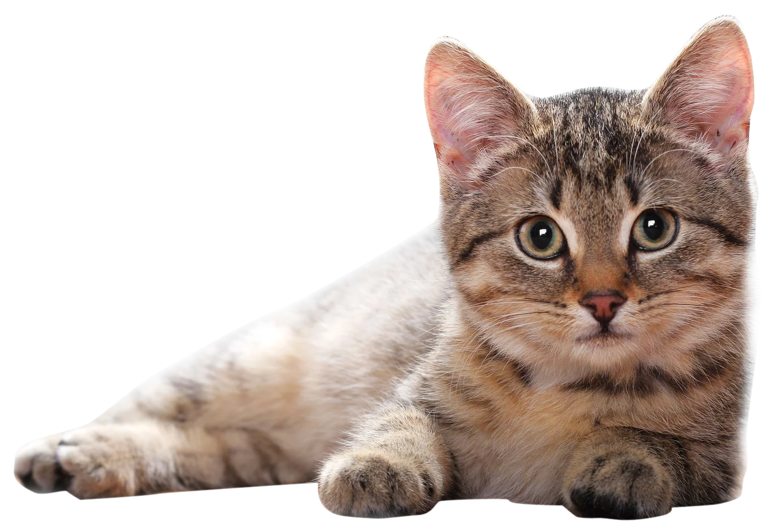 Adorable Tabby Kitten Relaxing in Comfortable Resting Position on White Background