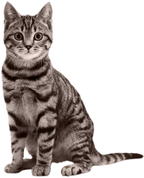 Elegant Silver Tabby Domestic Cat with Distinguished Striped Markings on White Background