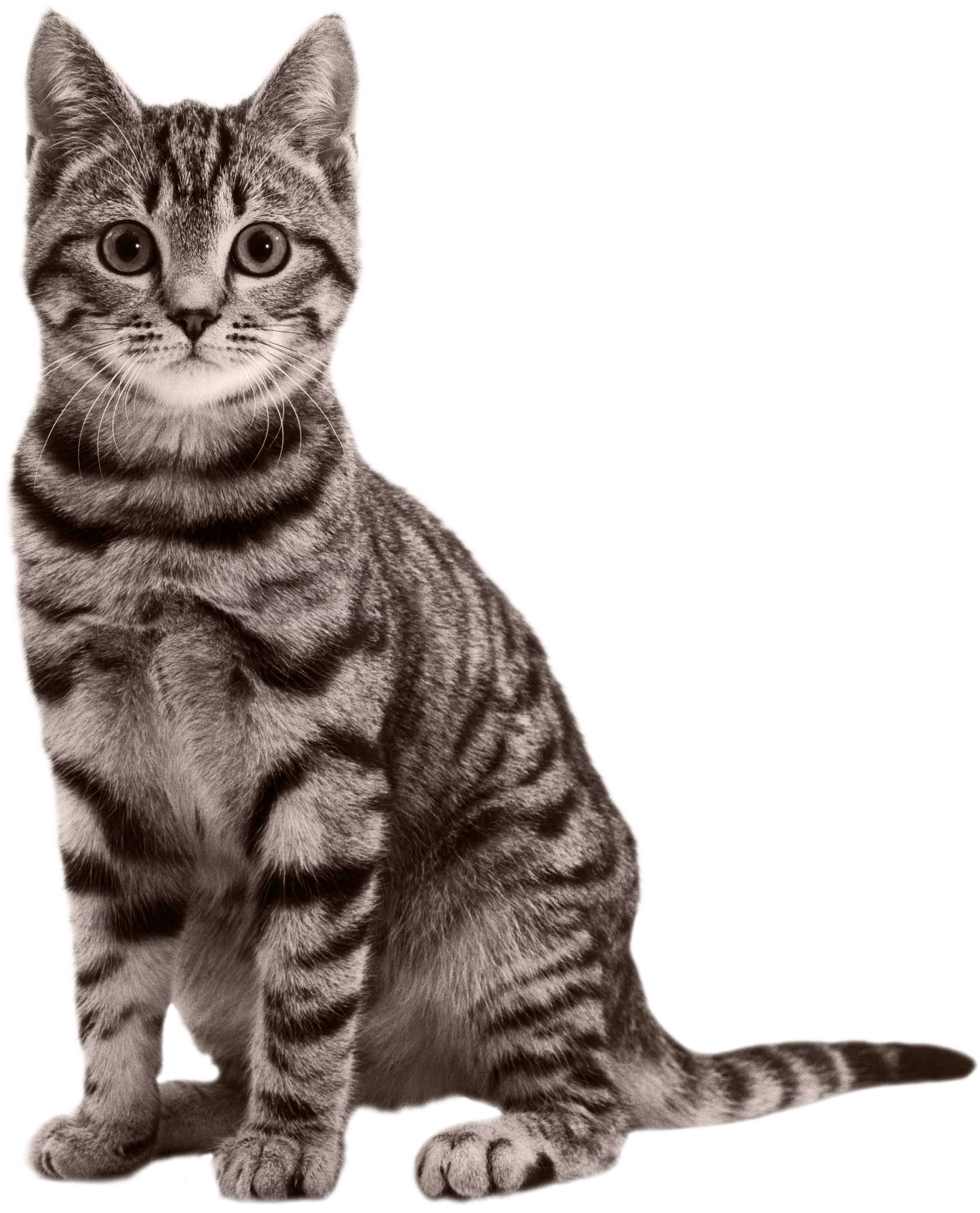 Elegant Silver Tabby Domestic Cat with Distinguished Striped Markings on White Background