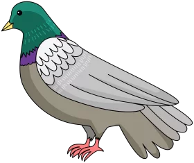 Colorful Pigeon Illustration with Teal Head and Gray Wings - Detailed Bird Clipart