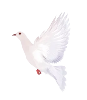 Elegant White Dove in Flight with Wings Spread - Peaceful Symbolic Clipart