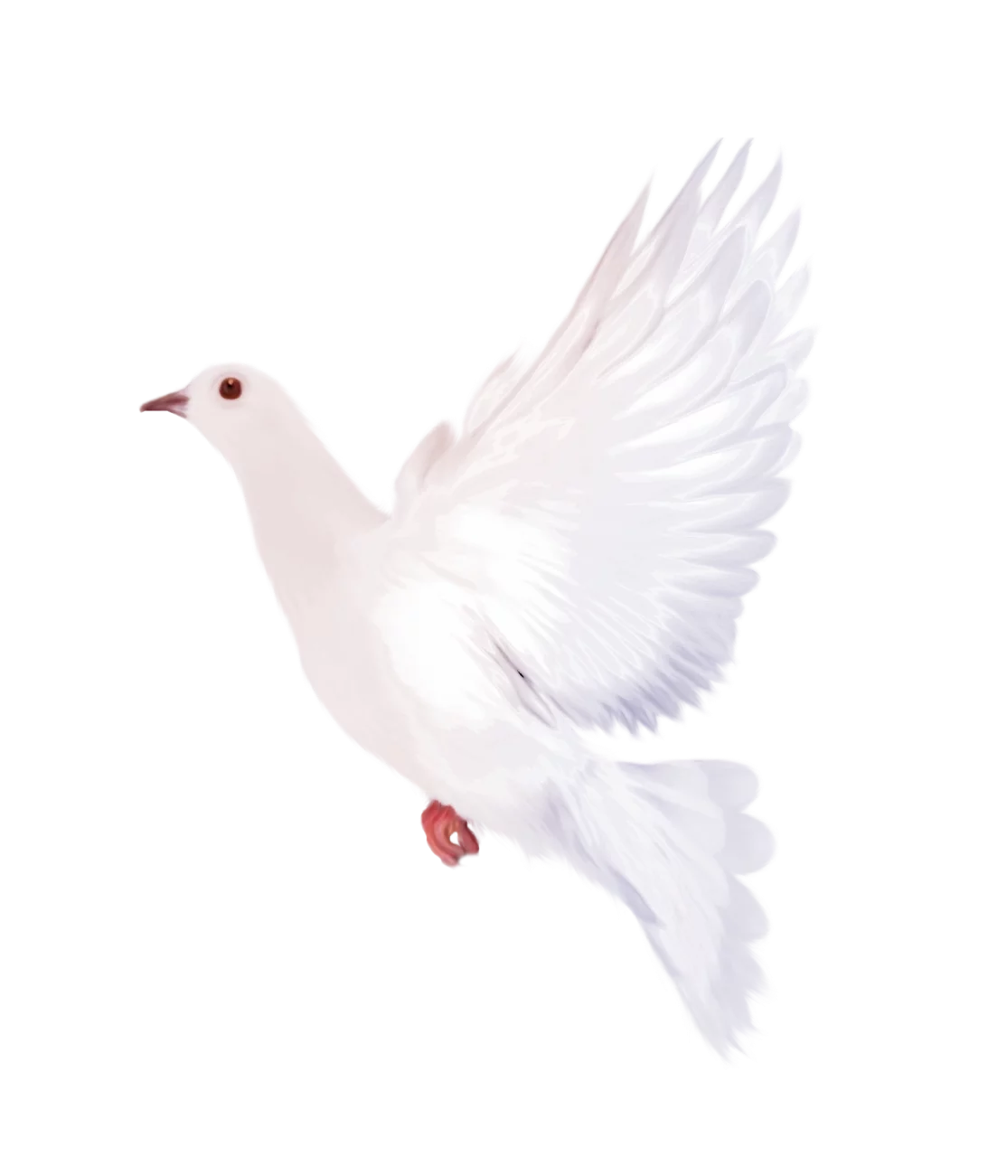 Elegant White Dove in Flight with Wings Spread - Peaceful Symbolic Clipart