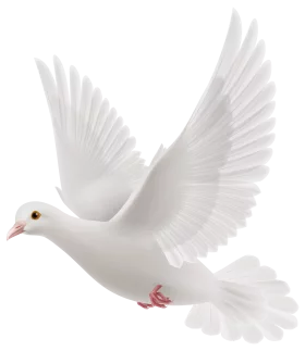 Graceful White Dove in Flight: A Symbol of Peace and Purity Clipart