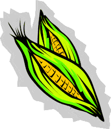 Bright Green and Yellow Corn on the Cob with Peeled Husk Vegetable Clipart