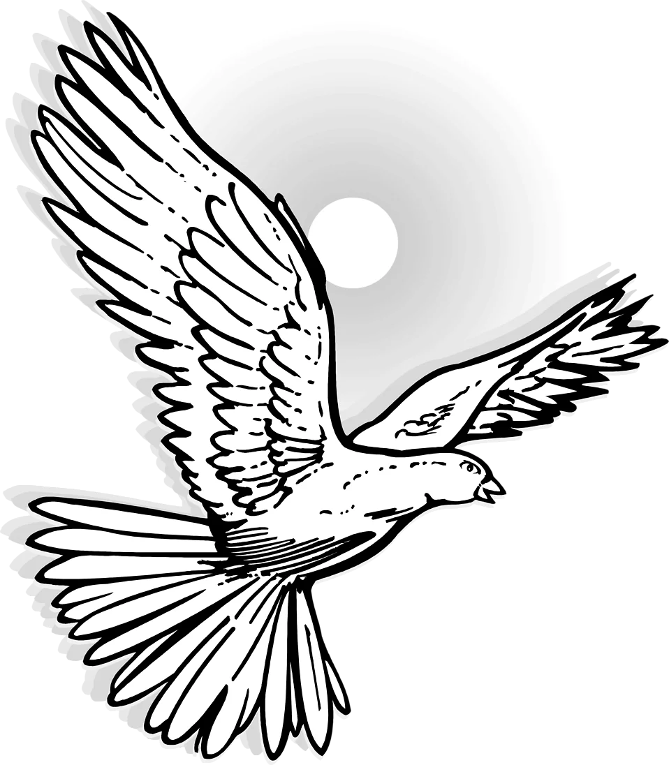 Elegant Flying Dove Silhouette with Spread Wings in Black and White Clipart