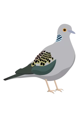 Elegant Grey Pigeon with Distinctive Pattern Wings in Minimalist Clipart Style