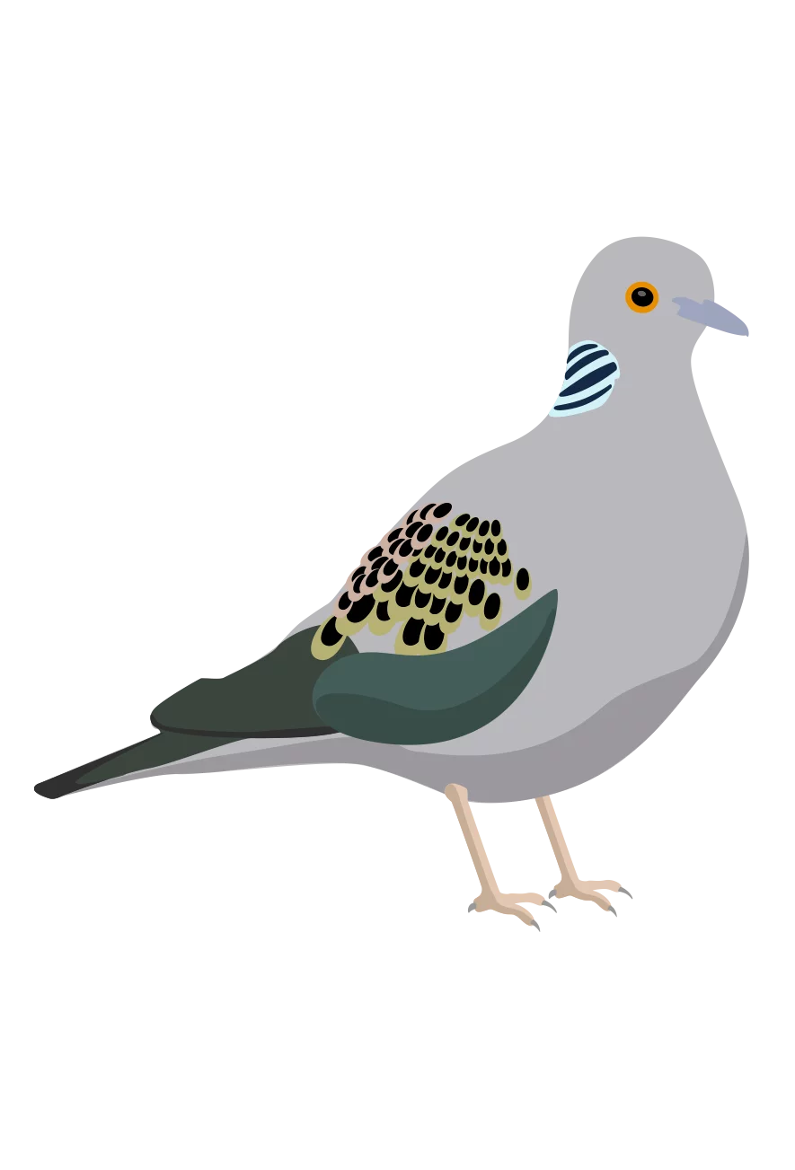 Elegant Grey Pigeon with Distinctive Pattern Wings in Minimalist Clipart Style