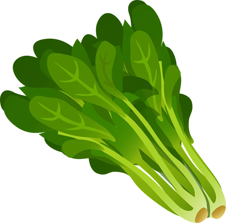 Fresh Green Spinach Leaves with Bright Stems and Vibrant Veins Clipart