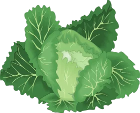 Fresh Vibrant Green Cabbage Leaves Healthy Vegetable Clipart Illustration