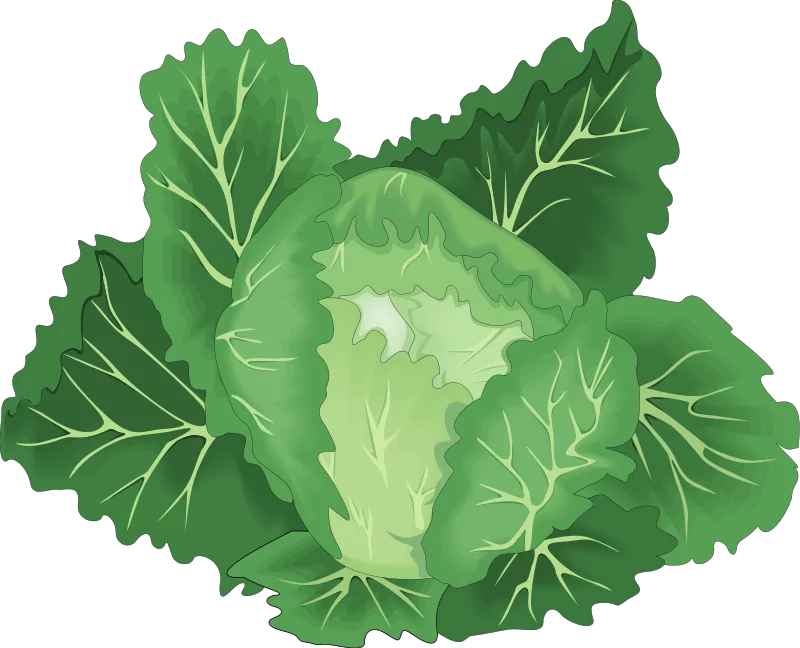 Fresh Vibrant Green Cabbage Leaves Healthy Vegetable Clipart Illustration