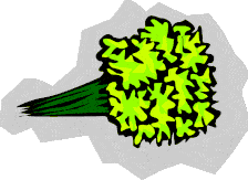 Vibrant Neon Yellow Broccoli Vegetable Head with Green Stalk Clipart Illustration