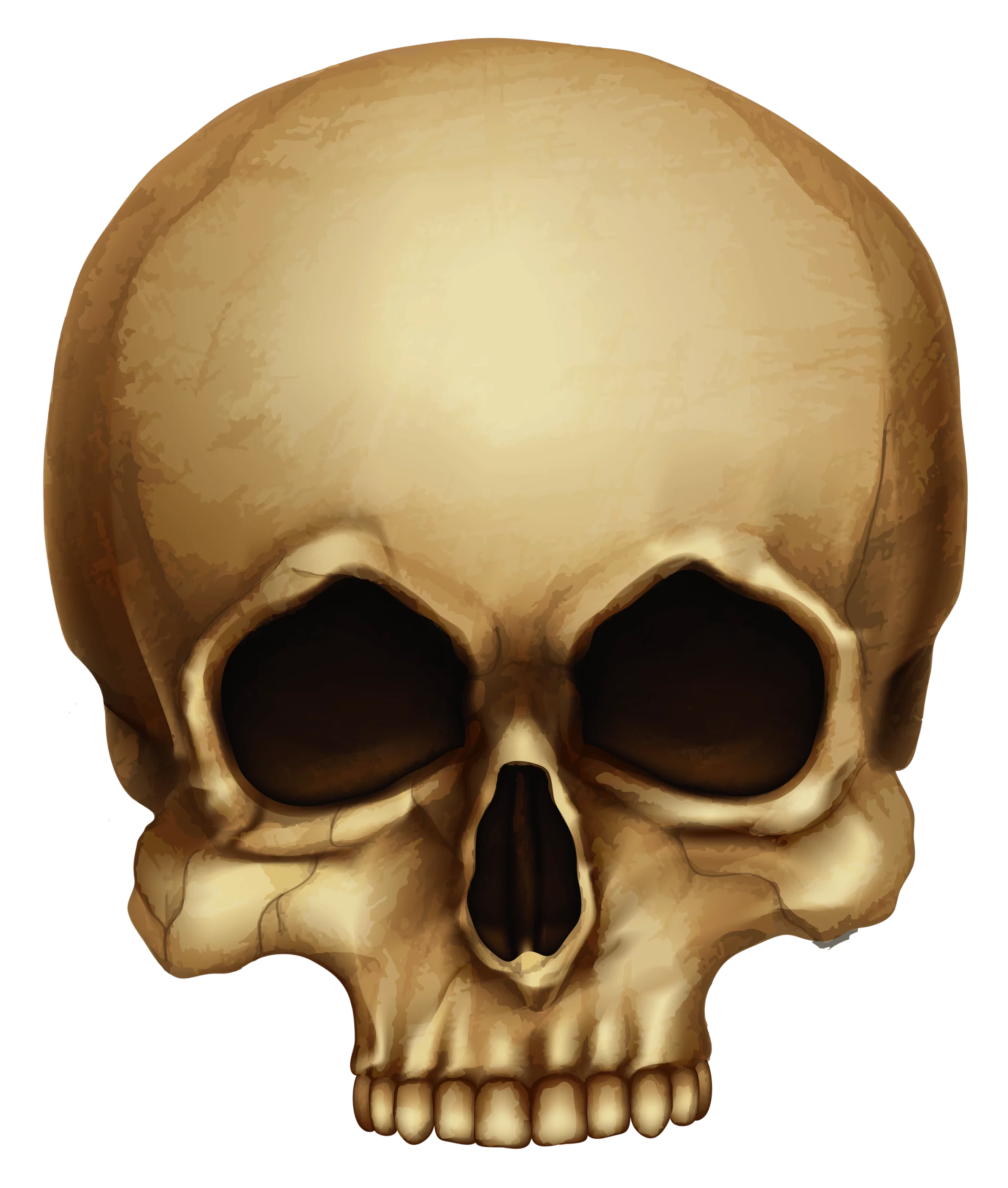 Anatomical Human Skull Illustration in Sepia Tones - Realistic Bone Structure Clipart