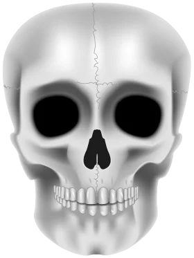 Minimalist Human Skull Anatomical Illustration in Grayscale Vector Clipart