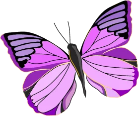 Beautiful Purple and Pink Butterfly Wings Decorative Nature Clipart Illustration