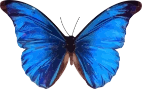 Magnificent Blue Morpho Butterfly Clipart with Translucent Wings and Dark Edges