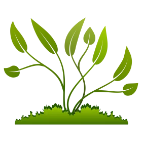 Elegant Green Plant with Slender Stems and Elongated Leaves Sprouting from Grass Clipart