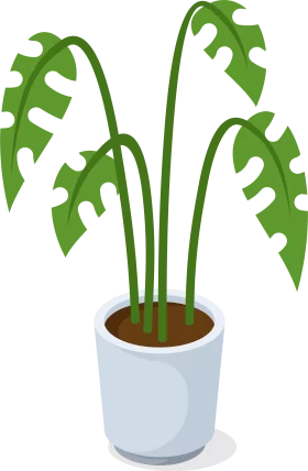 Tropical Monstera Plant with Decorative Leaves in White Pot Indoor Plant Clipart