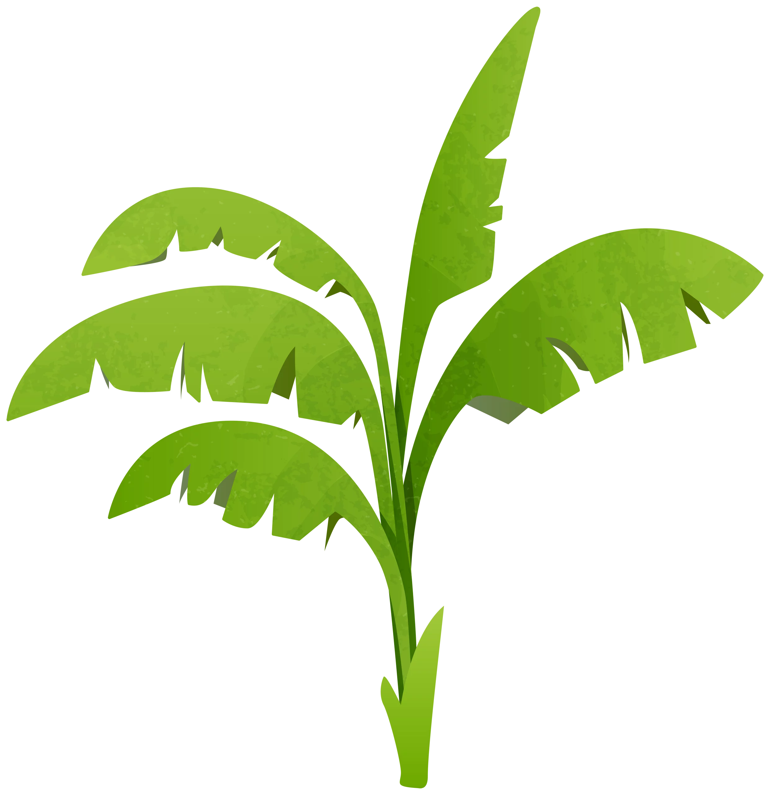 Vibrant Green Banana Plant with Large Tropical Leaves Illustration Clipart