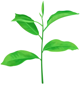 Vibrant Green Plant Seedling with Fresh Leaves - Nature Inspired Clipart